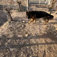 ژرمن شولاین شناسنامه دار واکسن خورده