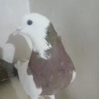 درخت|گل مصنوعی|زابل, |دیوار