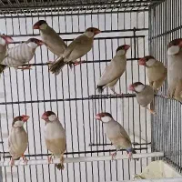 فنچ نرگسی