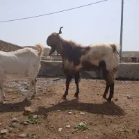 دو راس بز پاکستانی