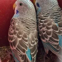 مرغ عشق گمشده