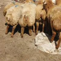 قصابی و دامداری عبدی|حیوانات مزرعه|اردبیل, |دیوار