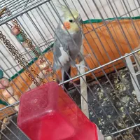 عروس هلندی نر سخنگو سینامون|پرنده|پردیس, فاز ۸|دیوار