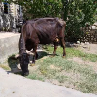 گاو جوان با گوساله نر