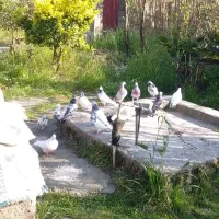 کبوتر همه با هم و جفت به فروش میرسدتوضیحات رو بخون