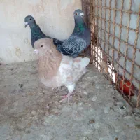 پلاکی ماده|پرنده|تربت‌حیدریه, ۴۵ متری|دیوار