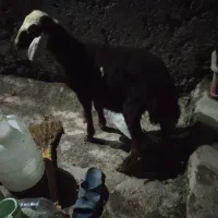گوسفند بره ماده