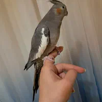 ماده رام بازیگوش