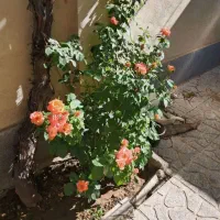 دوطبقه شهرک مدنی