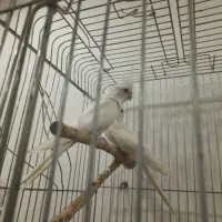 جفت مولد عروس هلندی آلبینو بالغ و اماده چشم شرابی|پرنده|گلستان (تهران), |دیوار