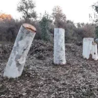برش و خرید انواع درختان