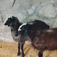 ۲عدد بره قوچ شال ۱۶ماه