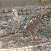 جوجه اوشامو|حیوانات مزرعه|تخت, |دیوار