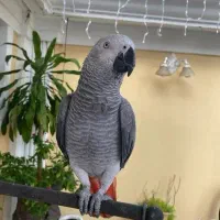 کاسکو،کاکادو،آرا