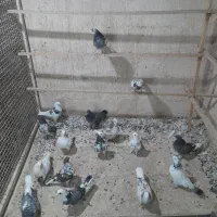 کبوتر تهرانی|پرنده|پاکدشت, حصار امیر|دیوار