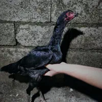 مرغ لاری|حیوانات مزرعه|آستارا, |دیوار