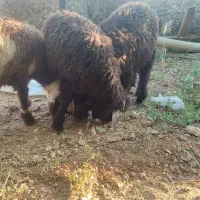 بره نر