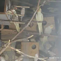 عروس هلندی مولد