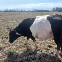 فروش گاو|حیوانات مزرعه|رشت, چله خانه|دیوار