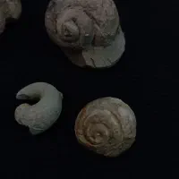 فسیل|کلکسیون اشیاء عتیقه|کوهدشت, |دیوار