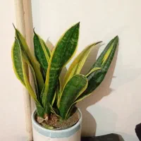 ح ر ا ج|حراج|خرمآباد, |دیوار