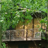 کلبه-چوبی-جنگلی-نورگیر-در-دل-جنگل