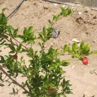 فروش باغ|فروش زمین و ملک کلنگی|شیراز, داریون|دیوار