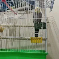 عروس هلندی سخنگو|پرنده|مرودشت, دولت آباد|دیوار