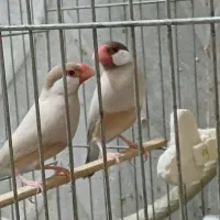 فنچ نرگسی شکلاتی