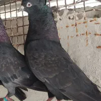 کبوتر