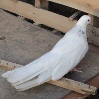 بلند سرور
