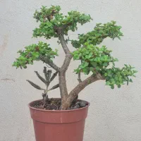 بونسای جید (خرفه)