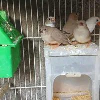 تعدادی فنچ بالغ وجوجه فروشی|پرنده|فردوس (خراسان), |دیوار