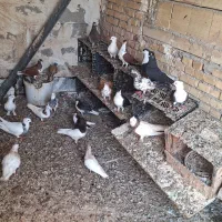 کفتر|پرنده|بندر گناوه, |دیوار