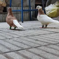 طوقی و دم سفید جفتی خوشگل و خوش استایل|پرنده|سبزوار, چهارراه فرودگاه|دیوار