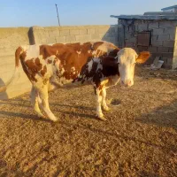 گاو سیمیتال