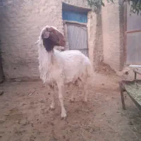 قوچ هترو