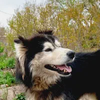 سگ هاسکی|سگ|نیشابور, مازول|دیوار