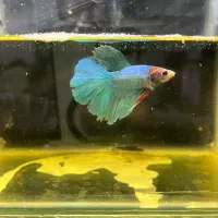 ماهی فایتر هافمون|ماهی|قدس, شهر‌قدس|دیوار