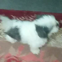 سگ پاکوتاه