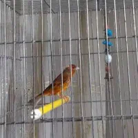 سهره قناری ابلغ ریزه خون|پرنده|تهران, تهرانپارس غربی|دیوار