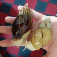 حلزون آچاتینا پرورشی