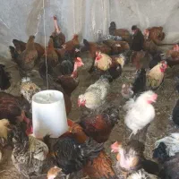مرغ وخروس جوان تخم گذار
