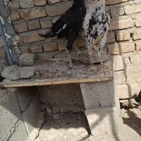 خروس مرغ اوشامو|حیوانات مزرعه|آبیک, |دیوار