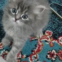 گربه پرشین سوپرفلت|گربه|اردبیل, |دیوار