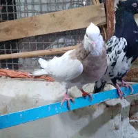 کبوتر رنگی جفت ۶۴۰|پرنده|الوند, |دیوار