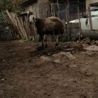 قوچ بره گوسفند|حیوانات مزرعه|کجور, |دیوار