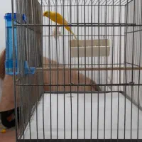 قناری رسمی بلند نر و ماده آماده|پرنده|اندیشه, شهرک صدف|دیوار