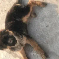 توله ژرمن وورک لاین اصیل ماده|سگ|خرمآباد, |دیوار