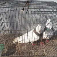 پرنده طوقی|پرنده|چرداول, |دیوار